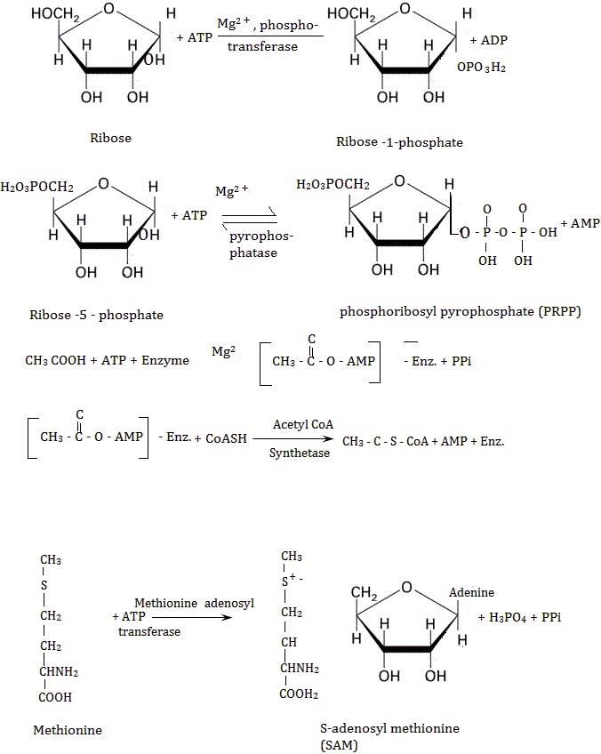 types of reaction involving ATP